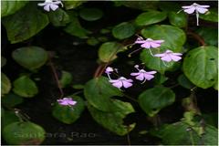 Impatiens acaulis var. acaulis